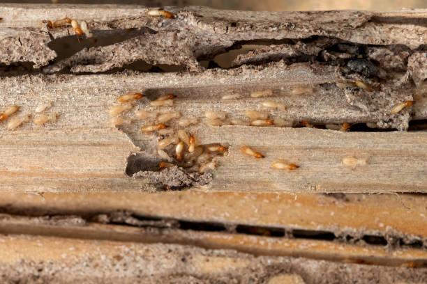 Best Wildlife Control Services  in Firestone, CO